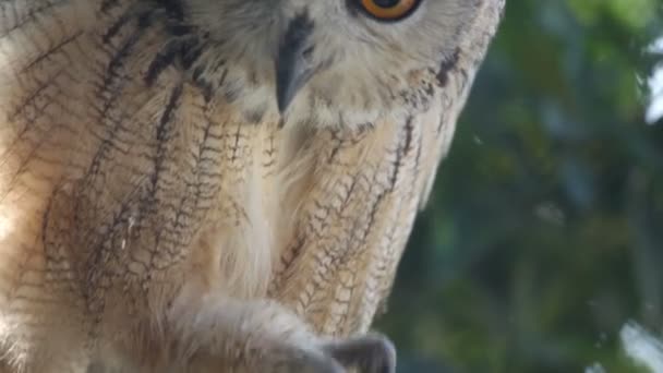 Owl portrait — Stock Video