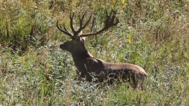 Red deer. Mountains. — Stock Video