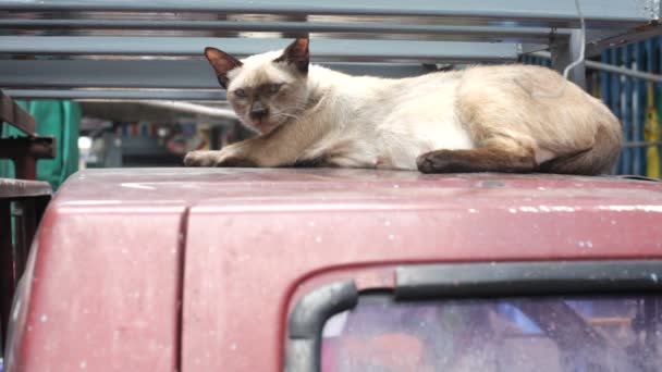 Gato sem abrigo — Vídeo de Stock