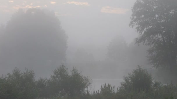 Niebla, primavera — Vídeos de Stock