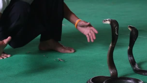 Змеевод с ядовитой коброй показывает свои трюки. — стоковое видео