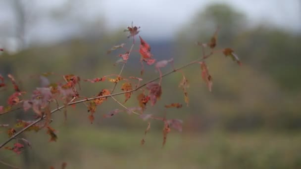 Maples sonbahar ormandaki kırmızı yaprakları ile. — Stok video