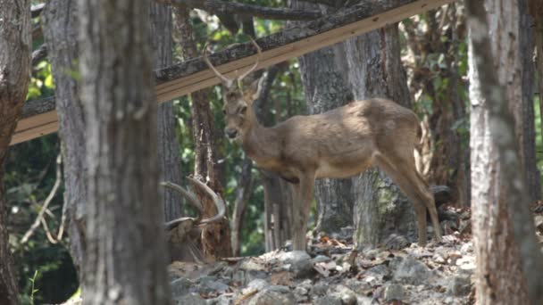 Red deer. Bergen. — Stockvideo