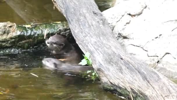 Rivier-otter — Stockvideo