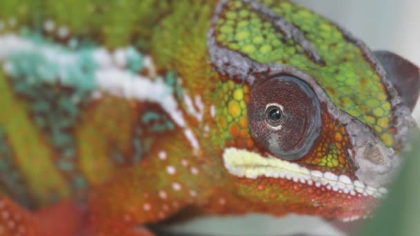 Chameleon close up — Stock Video