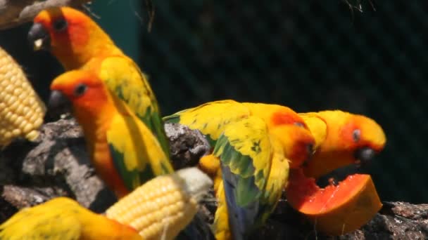 Папуги їдять фрукти — стокове відео