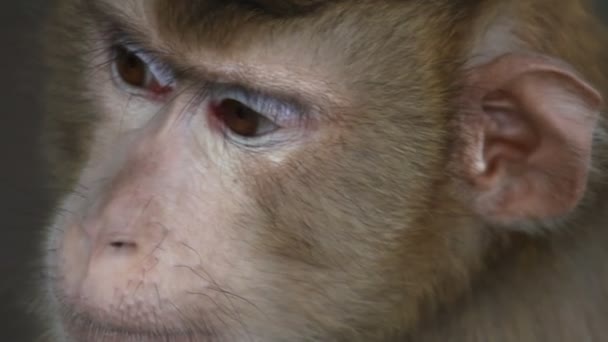 Singe