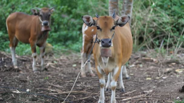 Vaca, Asia — Vídeo de stock