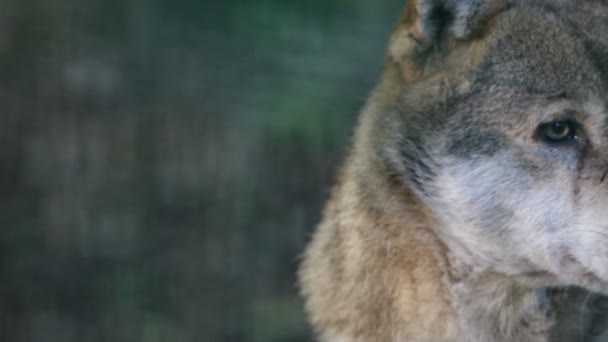 Дикий волк — стоковое видео