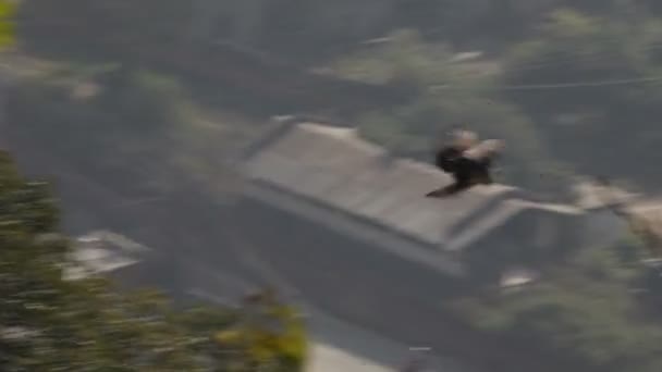 Πουλί που πετάει πάνω από την πόλη — Αρχείο Βίντεο