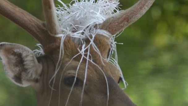 cerfs