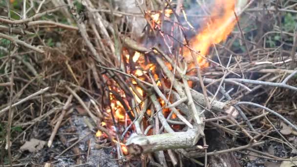 Feuer, trockene Äste — Stockvideo