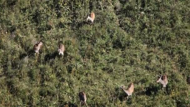 Veado vermelho. Montanhas . — Vídeo de Stock