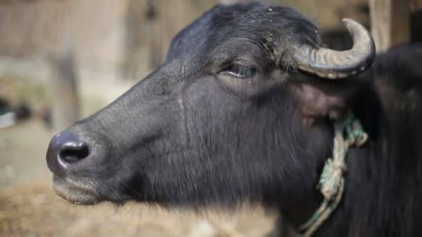 Vache, Asie 