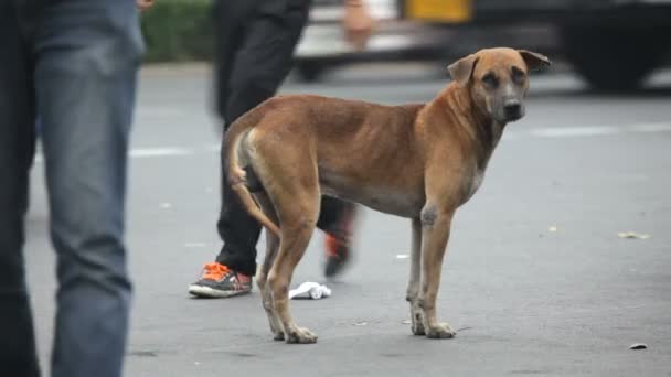 Cão selvagem — Vídeo de Stock