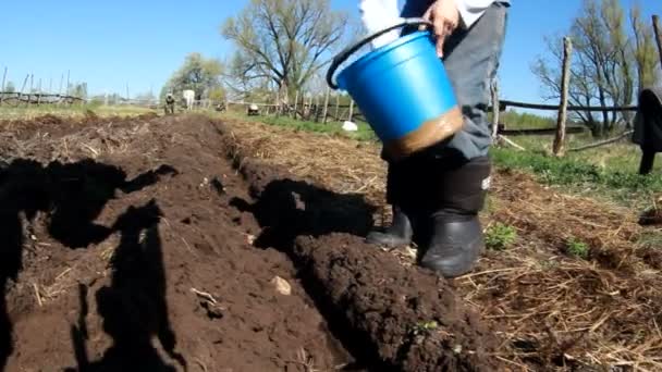 Fiatal fiú burgonya ültetése a kertben — Stock videók