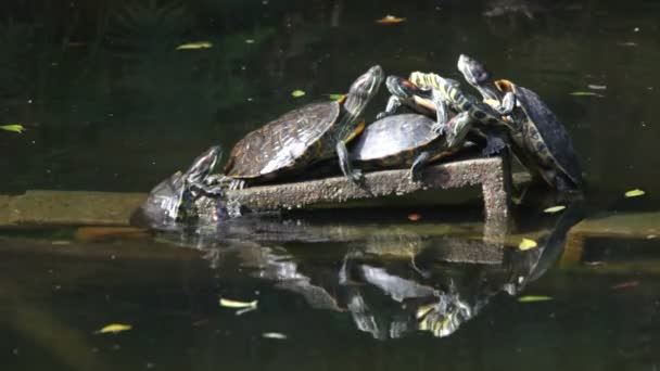 Sköldpaddor i vatten — Stockvideo