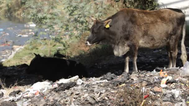 Cow eating rubbish. — Stock Video