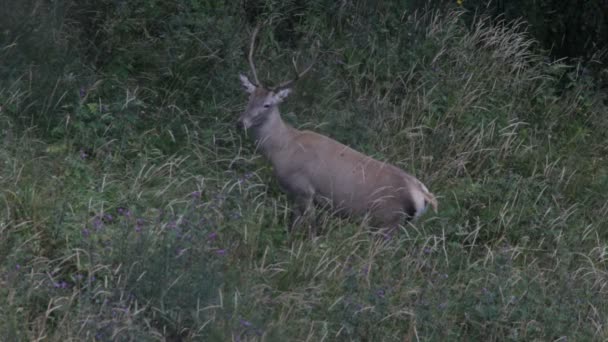 Red deer. Mountains. — Stock Video