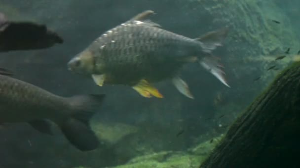 Želvy, ryby, pod vodou — Stock video