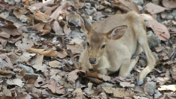 Cerf rouge. Montagnes . — Video