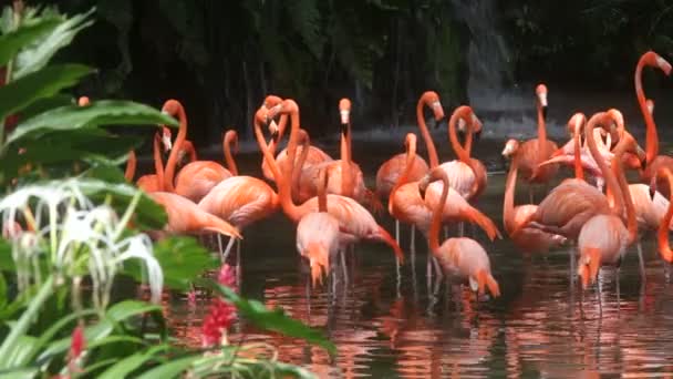 Flamingo — Stok video