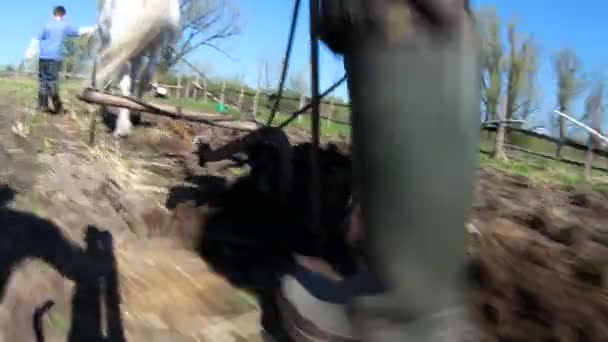 Het veld met paarden ploegen — Stockvideo