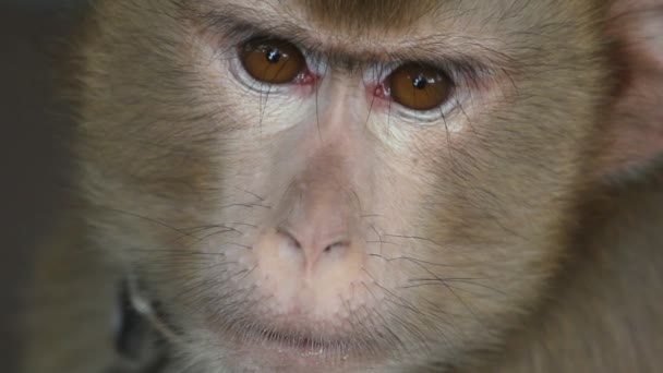 Singe