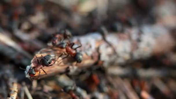 Hormigas, macro — Vídeo de stock