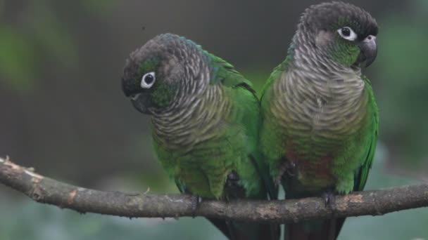 Loro en los trópicos — Vídeos de Stock