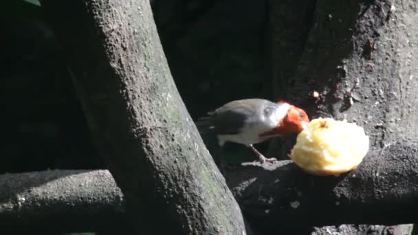 Parrot in tropics — Stock Video