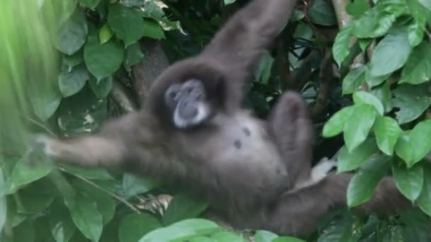 Affen, Indonesien. — Stockvideo
