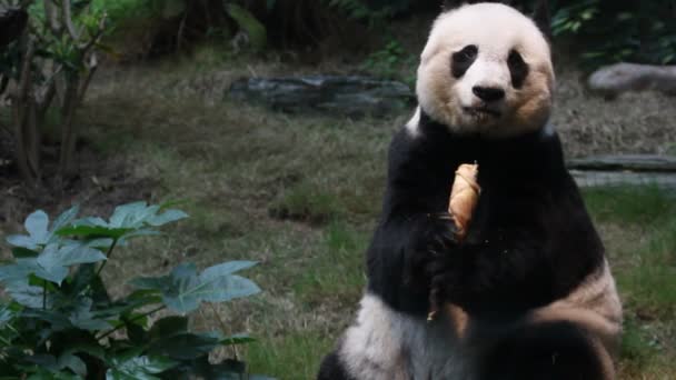 Cute panda — Stockvideo