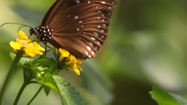 Schmetterling aus nächster Nähe — Stockvideo