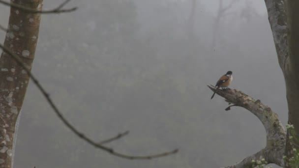 Chitwan-Vögel. Nepal. — Stockvideo