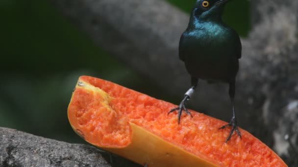 Tropiska fågeln äta frukt — Stockvideo