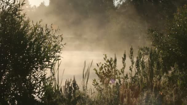 Nebbia, primavera — Video Stock