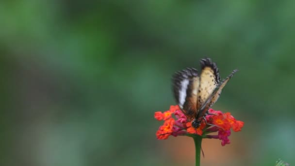 Butterfly close up — Stock Video