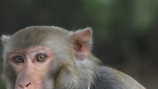 Singe