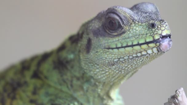 Lizard. Close up. — Stock Video