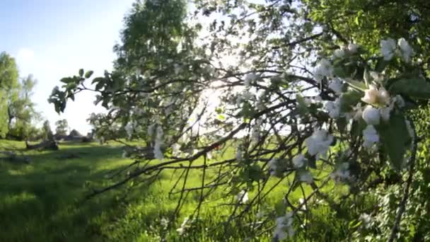 Frühling. Blumen. — Stockvideo