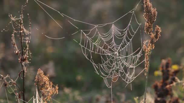 Web, трава — стокове відео