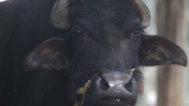 Cow, Asia — Stock Video