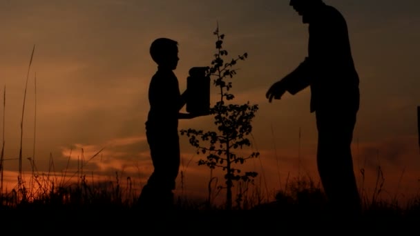 Πατέρας και γιος φυτεύουν ένα δέντρο. — Αρχείο Βίντεο