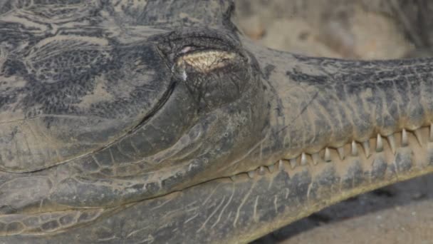 チトワン国立公園内の gavial — ストック動画