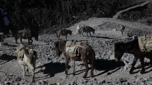 Burro em montanhas — Vídeo de Stock