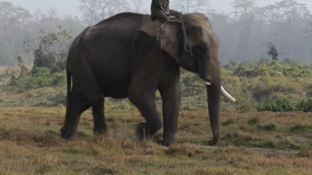 Aziatische olifant. Nepal. — Stockvideo