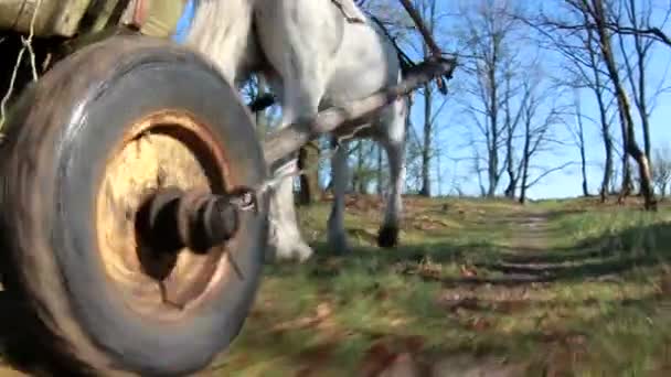 Mit Pferden das Feld pflügen — Stockvideo