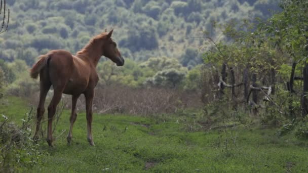 Caballo en el campo — Vídeos de Stock