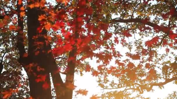 Maples com folhas vermelhas na floresta de outono . — Vídeo de Stock